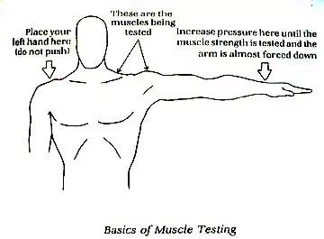 Kinesiology / Muscle Testing - Dr. Wolfe Energetic Healthcare and Dentistry
